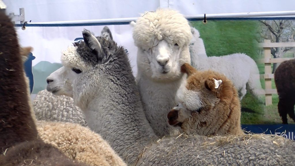 Thousands attend Balmoral Show