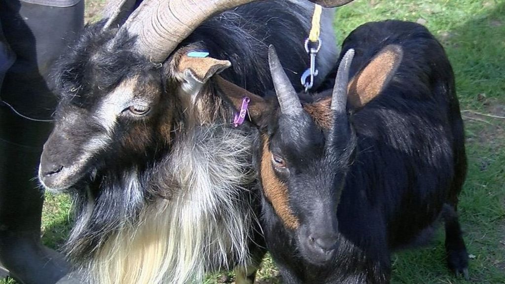 Stratford-upon-Avon is home to the "baaa'd" as rare goats await kid's arrival
