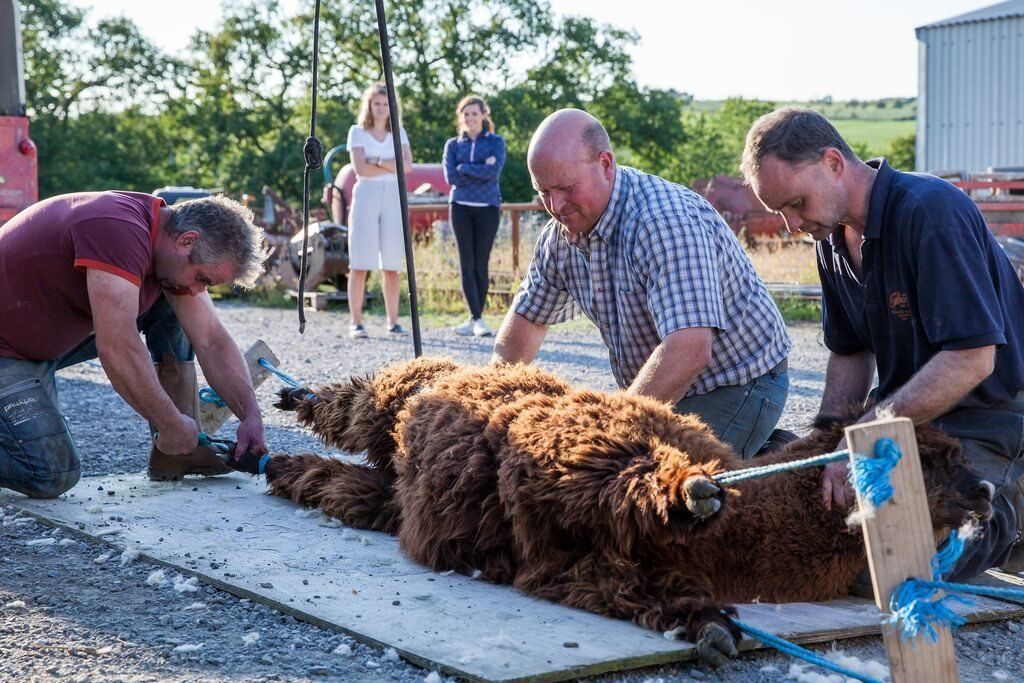Dydi cneifio alpaca ddim mor hawdd a chneifio dafad! // Shearing an alpaca is not as straightforward as shearing a sheep!