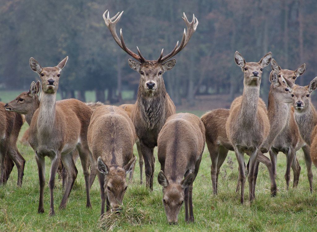 Raby Castle 'perfect retreat' for photographer during lockdown - BBC News