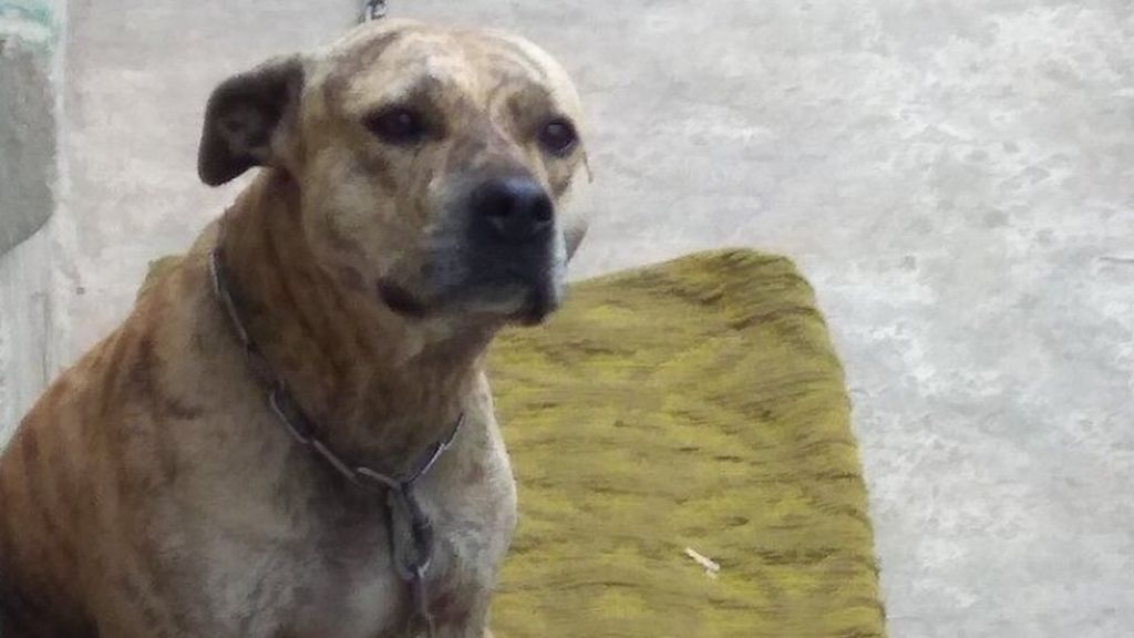 Ukraine Dogs Auctioned To Pay Owners Debts Bbc News