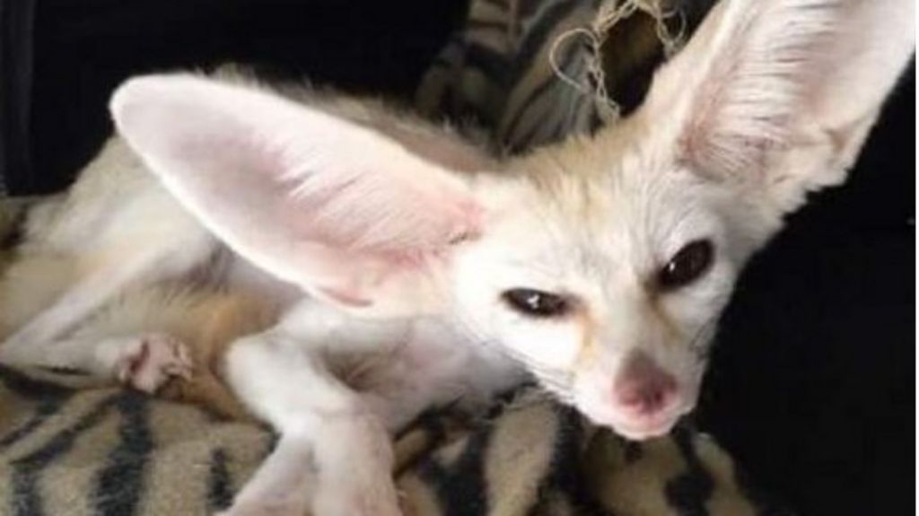 Is It Cruel To Keep A Pet Fox On A Vegan Diet Bbc News,Types Of Cacti