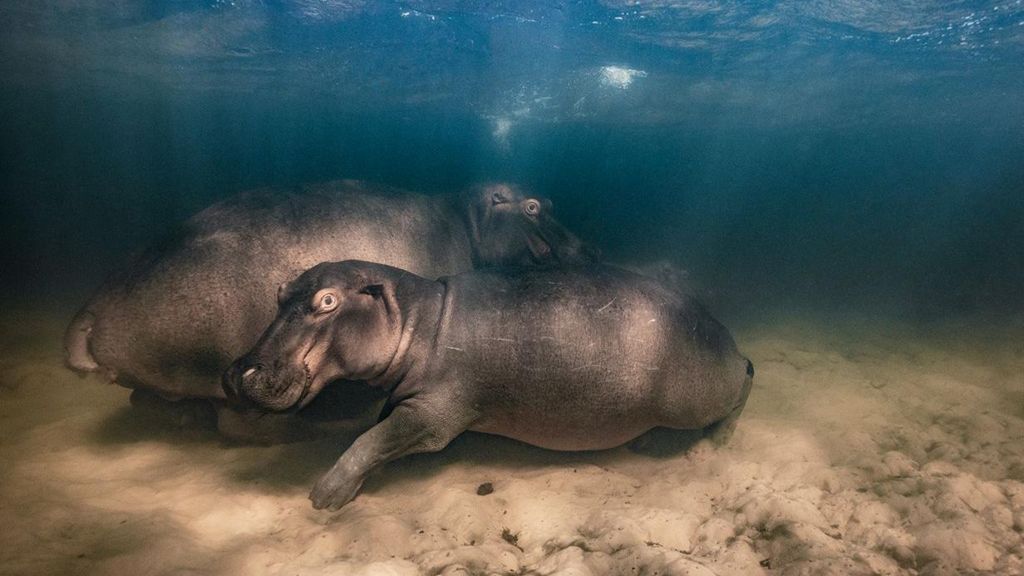 Two hippos on the ocean bed looking towards the camera