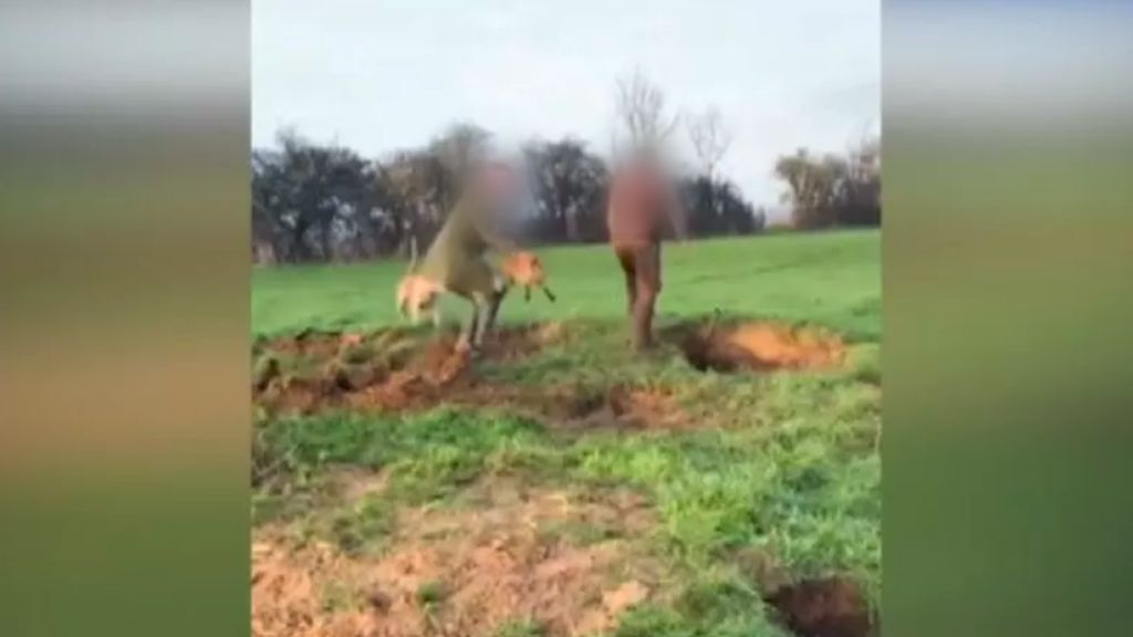 A still from a video that apparently shows a fox being pulled out of its den