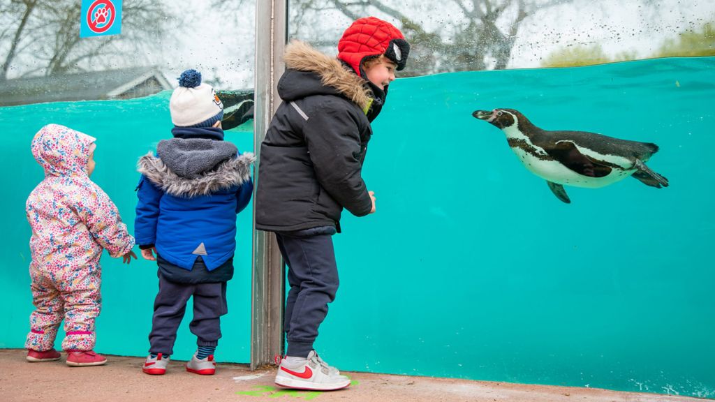 Children watch a penguin at the zoo - 12 April 2021