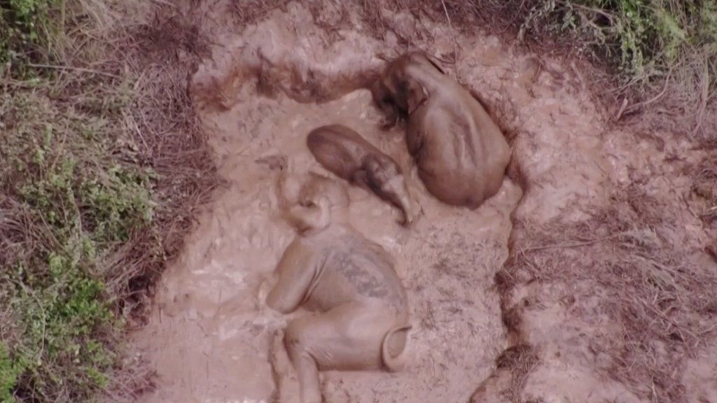Wild elephants having mudbath