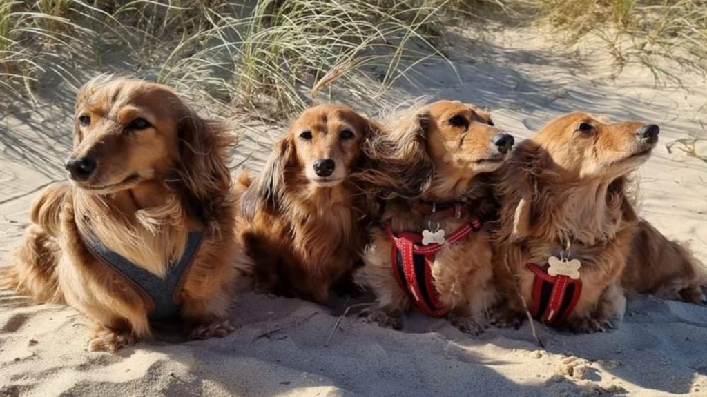 Sausage dogs in Southwold