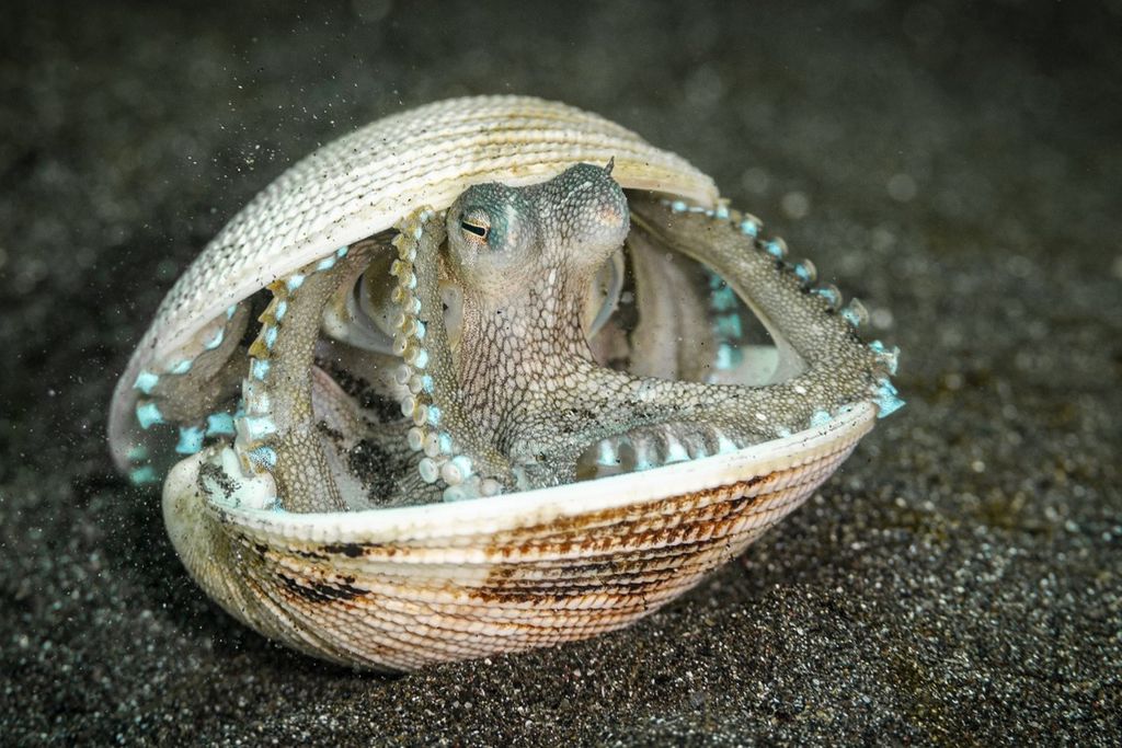 young-wildlife-photographer-of-the-year-natural-history-museum-rewards