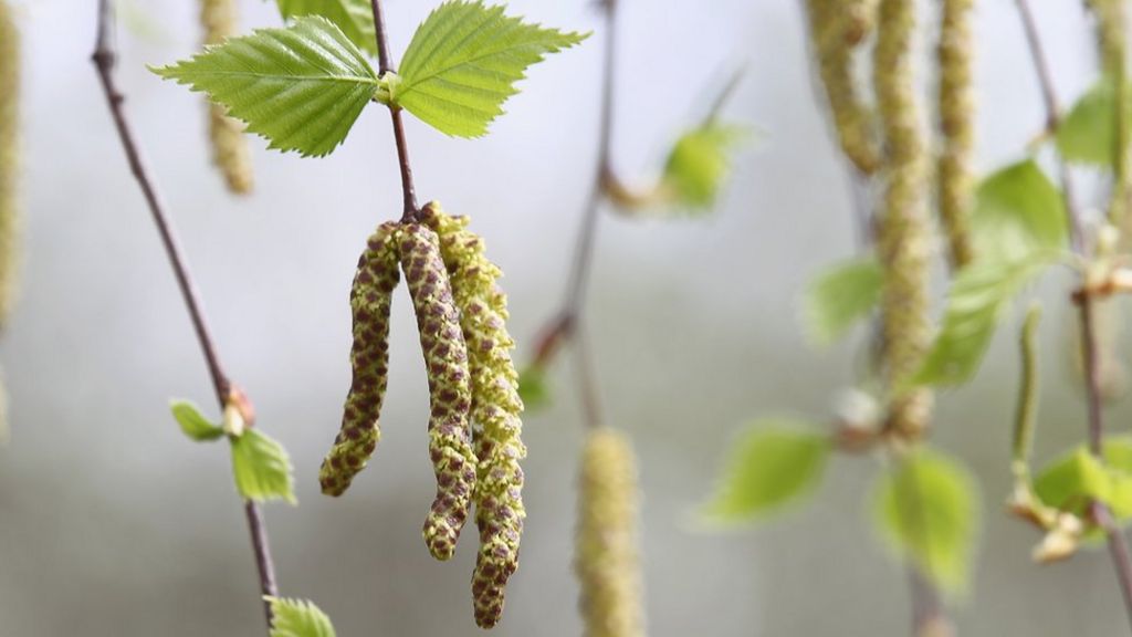 Denmark: Birch planting halted to aid allergy sufferers - BBC News