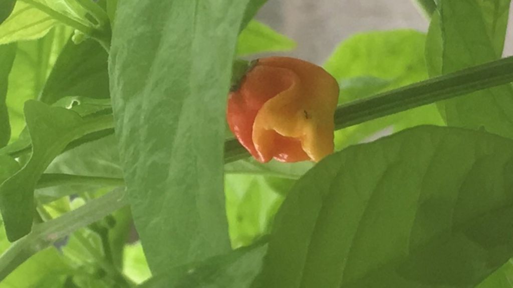 'World's hottest' chilli grown
