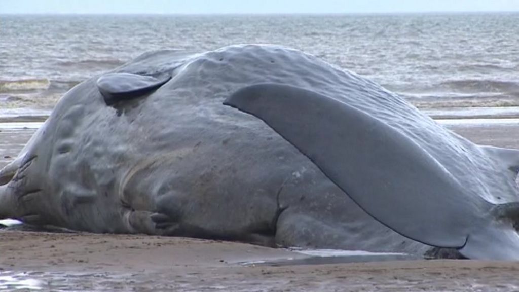 Close up of stranded whale