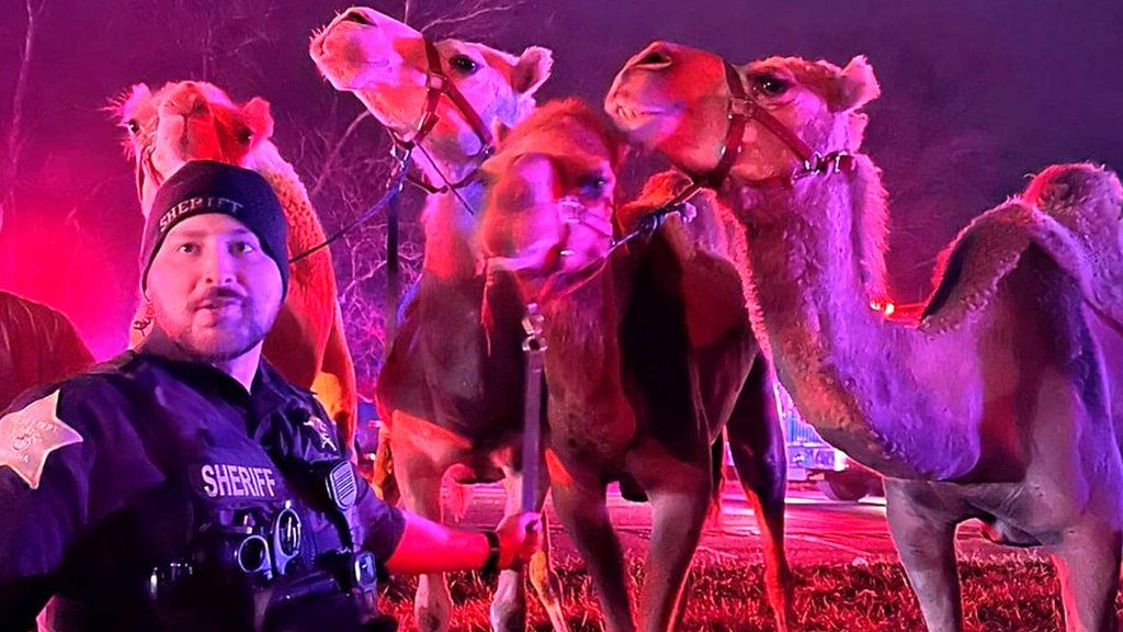A sheriff in front of camels in the dark