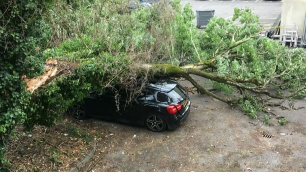 The car underneath the tree in Cathays, Cardiff