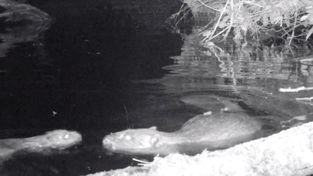Beaver kit caught on a night cam at the Holnicote Estate in Somerset
