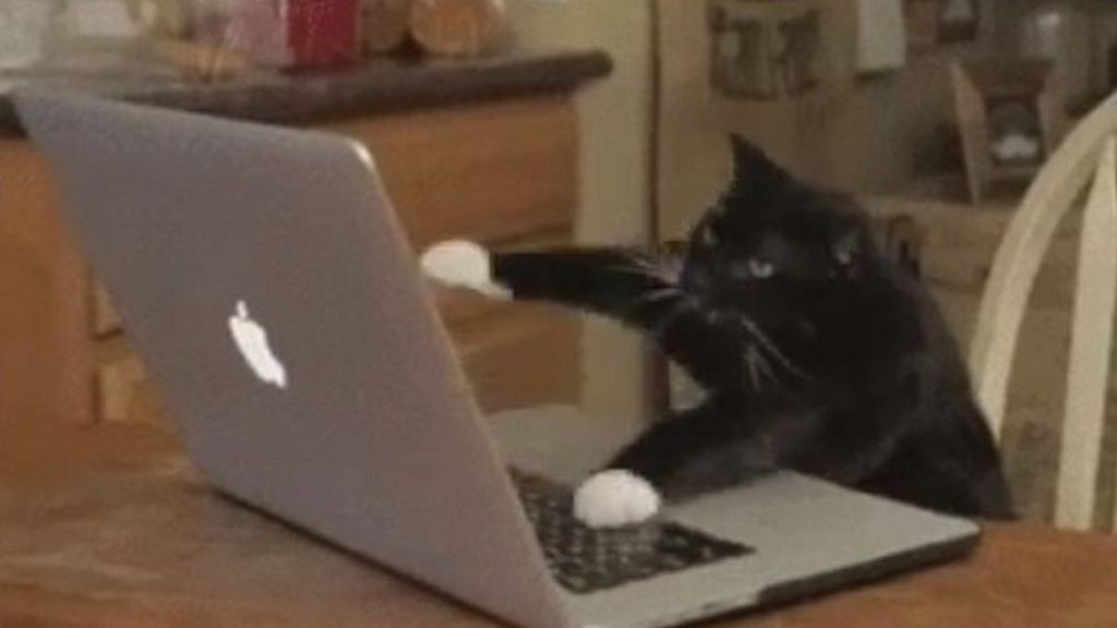 General election 2017: No! 'Larry the cat is not dead'