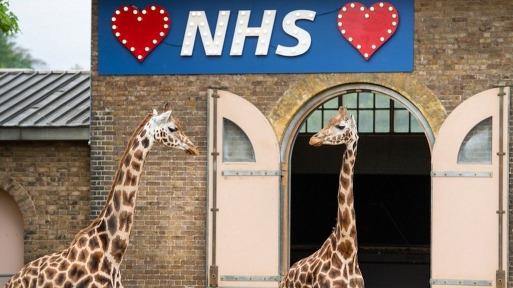 Coronavirus London Zoo faces 'perilous future' BBC News