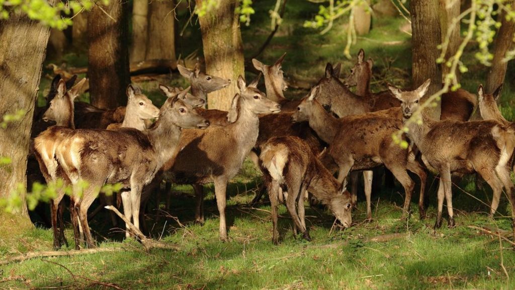 Hunting deer for venison 'could help birds thrive'