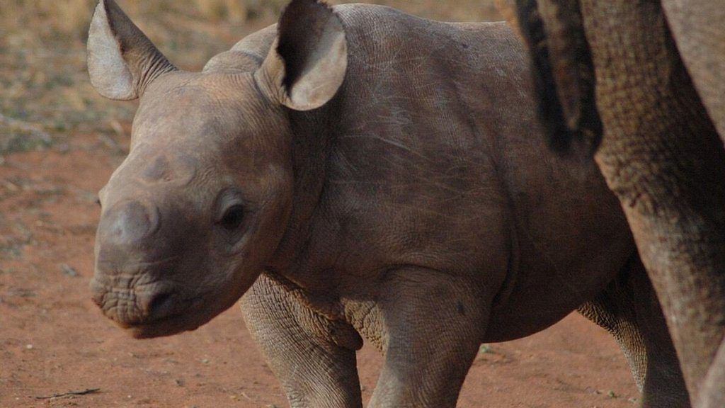 Black rhino calf