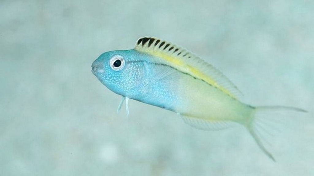 Why a tiny, fanged fish produces a painfree bite BBC News