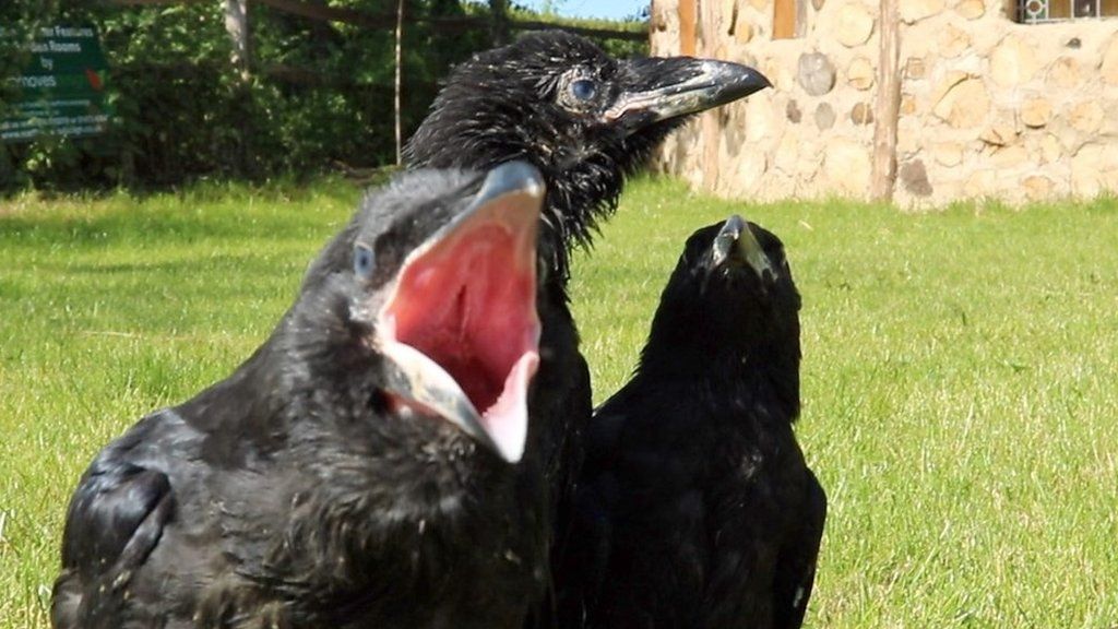 Raven chicks