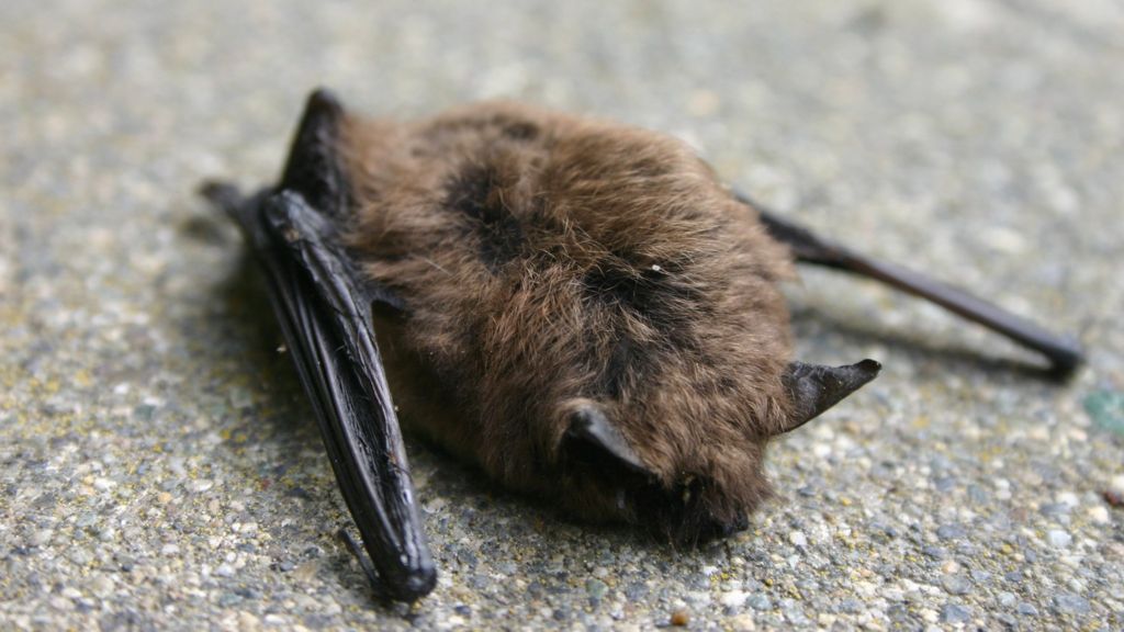 Bat find file