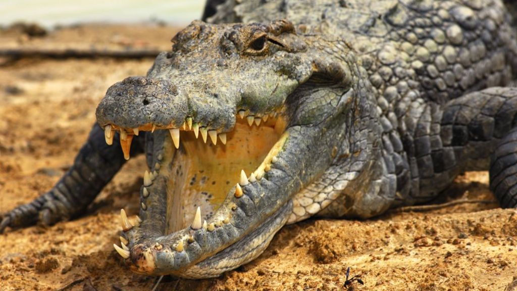 Croc of gold: Kenya's booming crocodile farm industry - BBC News