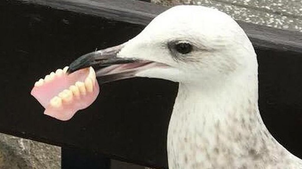 Seagull snaps up false teeth from bench in Torquay Harbour