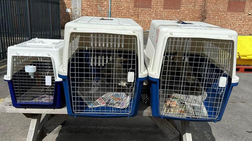 Gulls being housed inside blue and white-coloured carry cases lined with newspaper