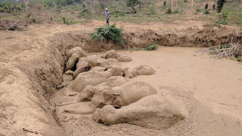 Elephants in dramatic muddy escape