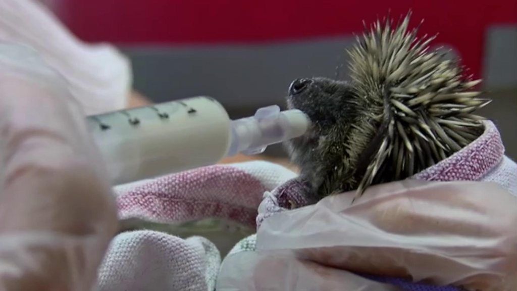 Baby hedgehog wrapped in a towel and being fed milk from a syringe