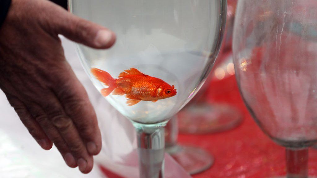 Goldfish await purchase in Tajrish Square to celebrate Nowruz as Iranian people get ready for Persian New Year