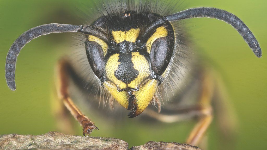 The common or common yellowjacket wasp