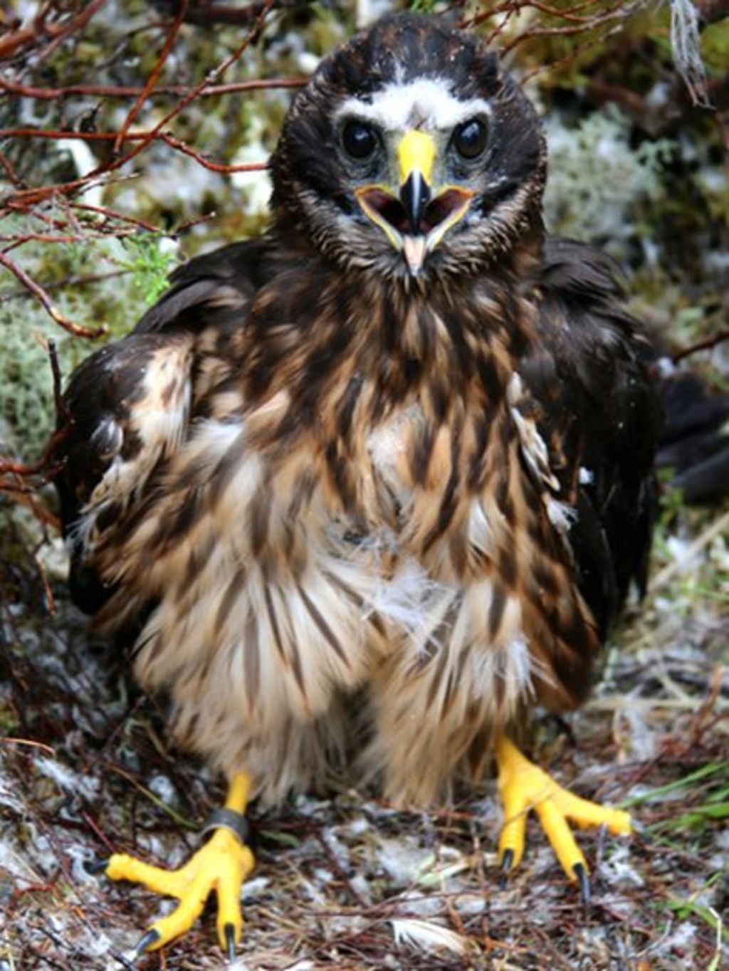 Young tagged hen harrier goes missing in 'suspicious' circumstances ...