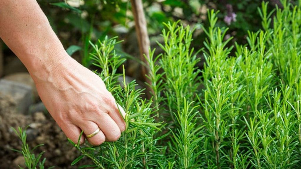 Exam revision students 'should smell rosemary for memory' - BBC News