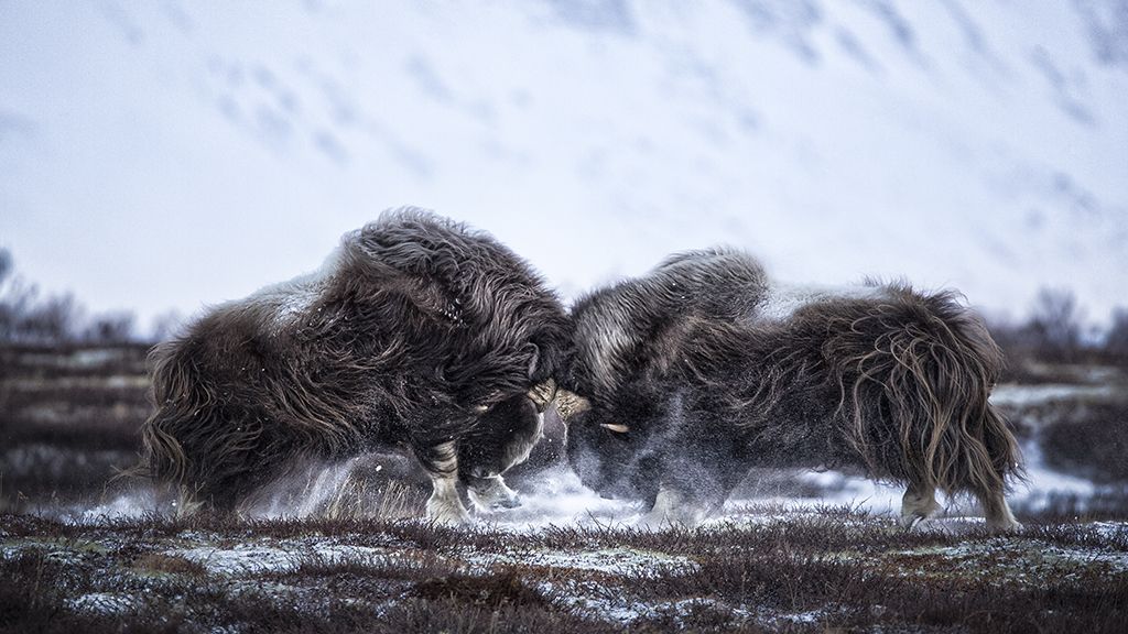 Head-on by Tapio Kaisla, Finland