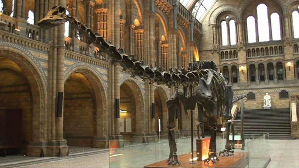 Dippy the Dinosaur goes on tour BBC Newsround