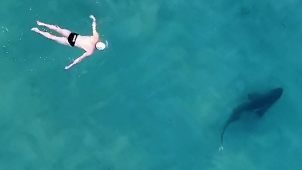 Man swiming close to a shark