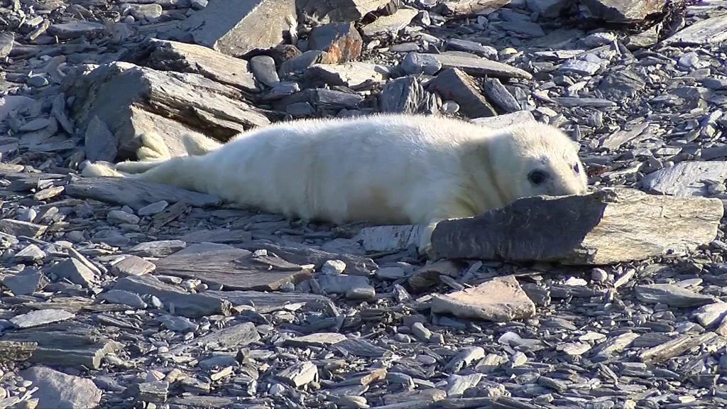 About 60 seal pups have been born on the Calf of Man in 2016
