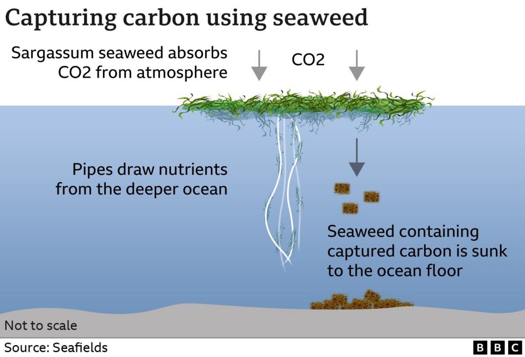 Graphic showing the seaweed farm floating on the surface of the ocean, with pipes leading down to draw nutrients from the depths. Also shows how bales of tightly packed seaweed are sunk to the ocean floor.