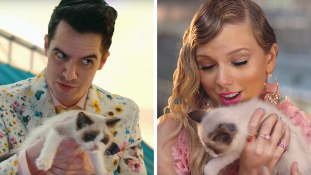 Taylor Swift gets a new cat