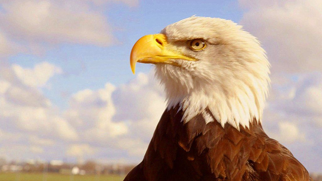 An eagle trained to catch a drone