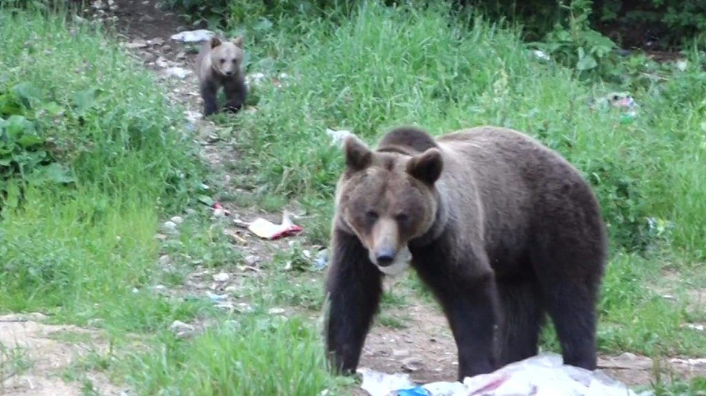 A bear in Romania.