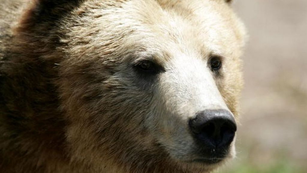 Canadian woman mauled by bear 'killed by husband's bullet' - BBC News