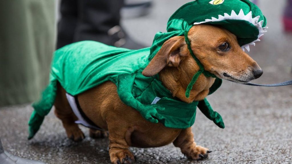 Sausage dogs get dressed up for Ogmore-by-Sea charity walk - BBC News