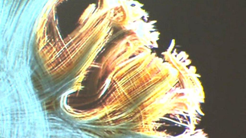 Cardiff University Super Closeups Inside The Human Brain BBC News