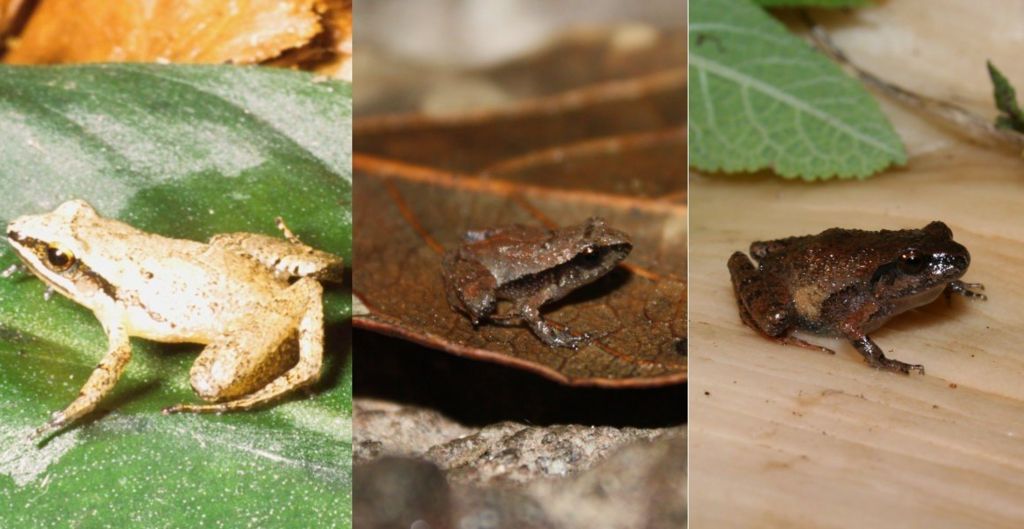Watch: Scientists find 3 new mini frogs in Peru - Futurity