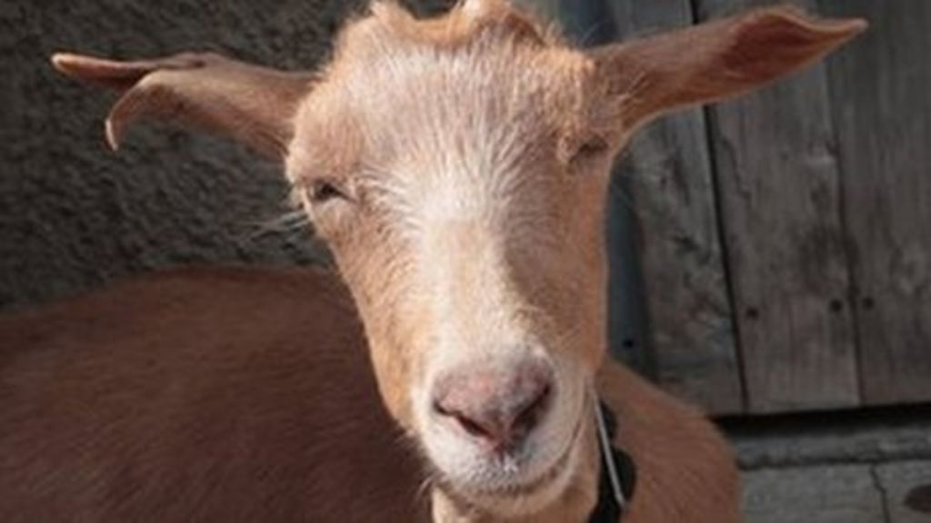 Turning goats into water: A solution for the desert