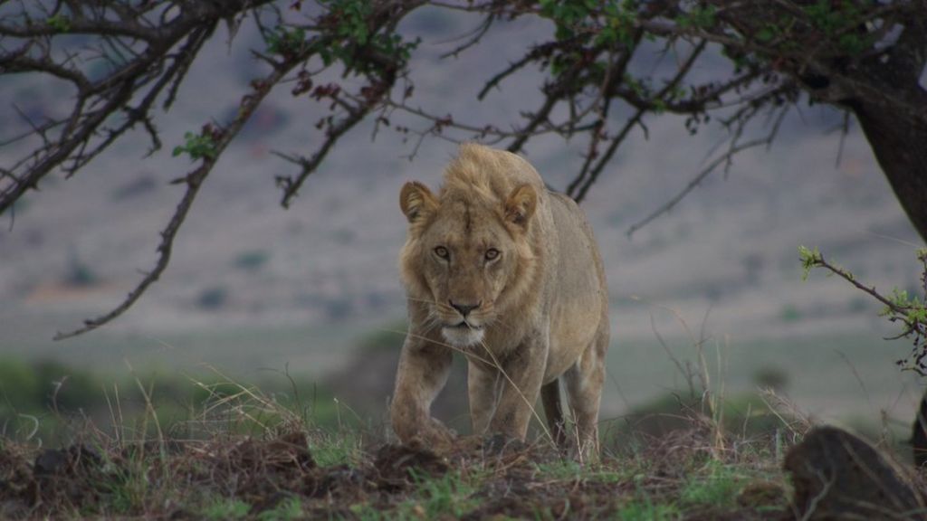 Lions face same threats as extinct Ice Age cats - study
