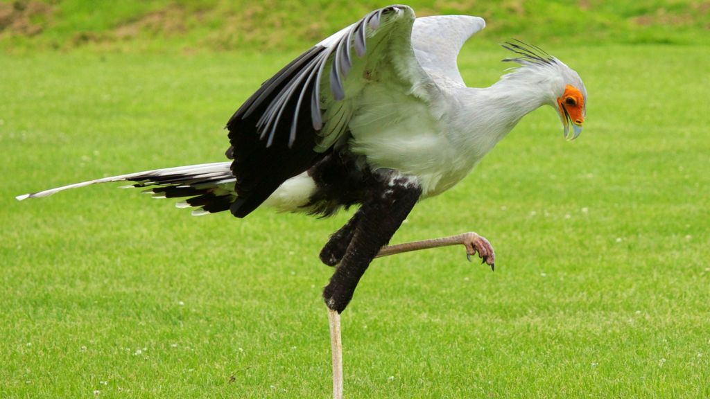 'Ninja eagle' kicks like a mule - BBC News