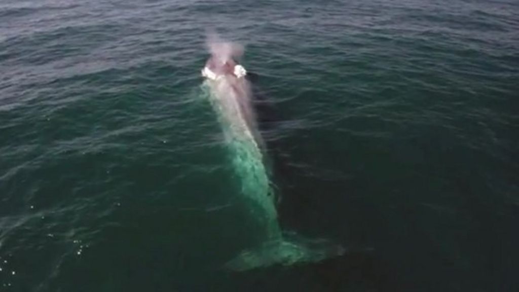 Blue whale's perfect timing to upstage TV presenter - BBC News